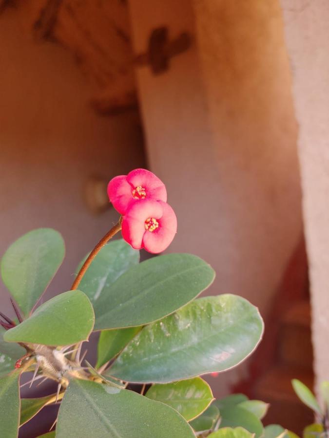 Kelaat-M'Gouna Les Jardins Du M'Goun Bed & Breakfast エクステリア 写真