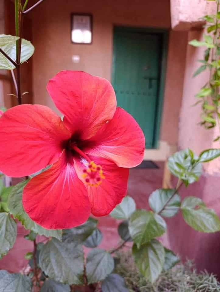 Kelaat-M'Gouna Les Jardins Du M'Goun Bed & Breakfast エクステリア 写真